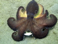   coconut octopus  